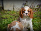 Chiots Cavalier King Charles Spaniel à vendre