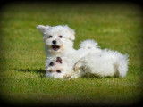 Chiots Bichon Maltais à vendre