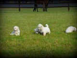 Chiots Bichon Maltais à vendre