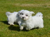 Chiots Bichon Maltais à vendre