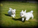 Chiots Bichon Maltais à vendre