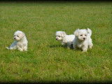 Chiots Bichon Maltais à vendre