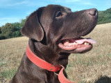 Mâle Labrador chocolat LOF disponible pour saillie