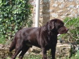Mâle Labrador chocolat LOF disponible pour saillie