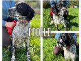 Cherche famille aimante : chien femelle noire et blanche
