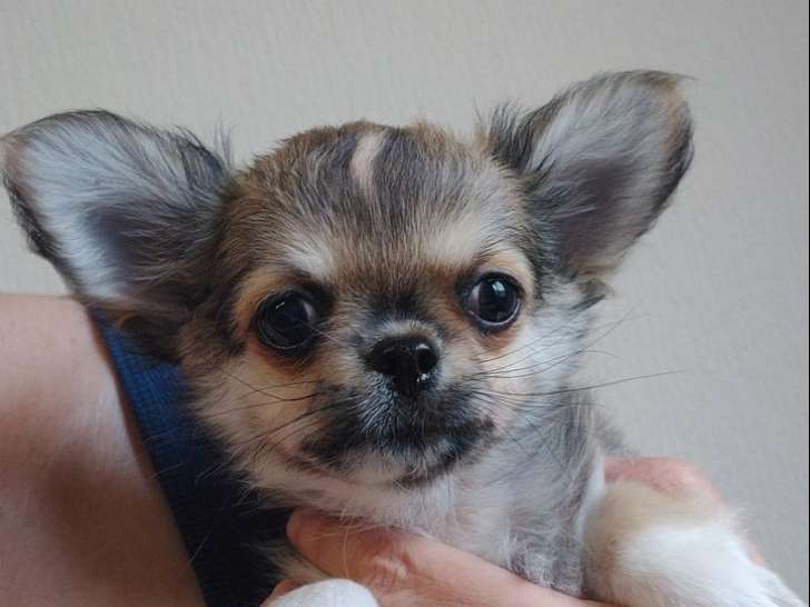 Un chiot mâle Chihuahua LOF, de janvier 2024, à vendre