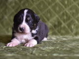 5 chiots Bergers Australiens LOF, de mars 2024, à réserver