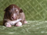 5 chiots Bergers Australiens LOF, de mars 2024, à réserver