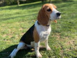 Une chienne Beagle LOF tricolore de 4 ans à la vente