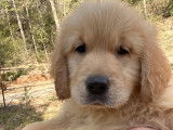 Des chiots Golden Retrievers LOF à la réservation