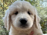 Des chiots Golden Retrievers LOF à la réservation