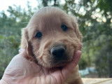 Des chiots Golden Retrievers LOF à la réservation