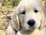 Des chiots Golden Retrievers LOF à la réservation