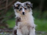 Un chiot Berger des Shetland bleu merle LOF à vendre