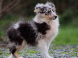 Un chiot Berger des Shetland bleu merle LOF à vendre