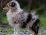 Un chiot Berger des Shetland bleu merle LOF à vendre