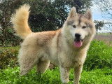 Chien adulte Husky de Sibérie LOF disponible pour une saillie