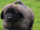 À réserver : 6 chiots Leonberg LOF