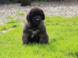 À réserver : 6 chiots Leonberg LOF