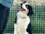 Chienne Berger Australien tricolore LOF de 2 ans à acheter