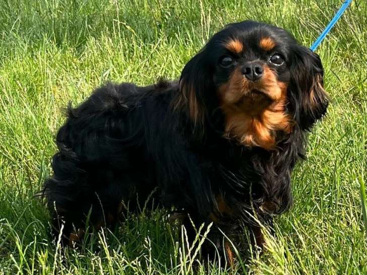 Un chien Cavalier King Charles (LOF) noir et feu de 3 ans à vendre