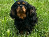 Un chien Cavalier King Charles (LOF) noir et feu de 3 ans &agrave; vendre