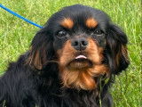 Un chien Cavalier King Charles (LOF) noir et feu de 3 ans &agrave; vendre