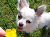 Femelle Chihuahua à poil long disponible pour saillie