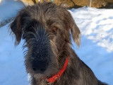 Magnifique femelle Irish Wolfhound à vendre