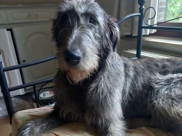 Magnifique femelle Irish Wolfhound à vendre