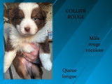 Chiots Berger Australien LOF à vendre