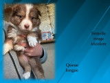 Chiots Berger Australien LOF à vendre