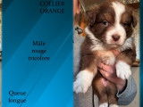 Chiots Berger Australien LOF à vendre
