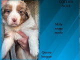 Chiots Berger Australien LOF à vendre