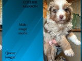 Chiots Berger Australien LOF à vendre