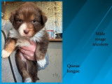 Chiots Berger Australien LOF à vendre
