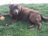 Mâle Labrador Retriever disponible pour saillie