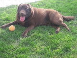 Mâle Labrador Retriever disponible pour saillie