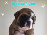 Chiots Bulldog Continental LOF à vendre