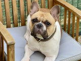 Ulky, mâle Bouledogue Français  LOF disponible pour saillie