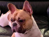 Ulky, mâle Bouledogue Français  LOF disponible pour saillie
