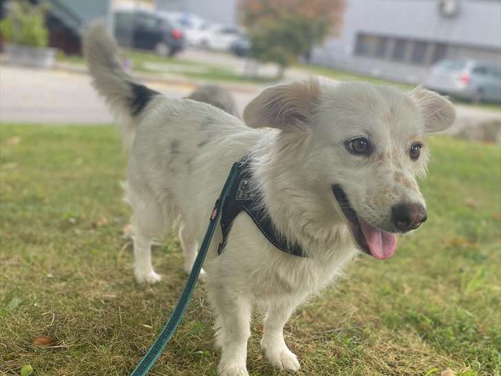 Jeune chienne de 2 ans à adopter