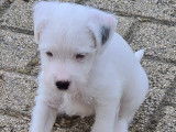 Chiot Parson Russell Terrier a vendre