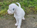 Chiot Parson Russell Terrier a vendre