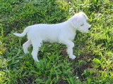 Chiot Parson Russell Terrier a vendre