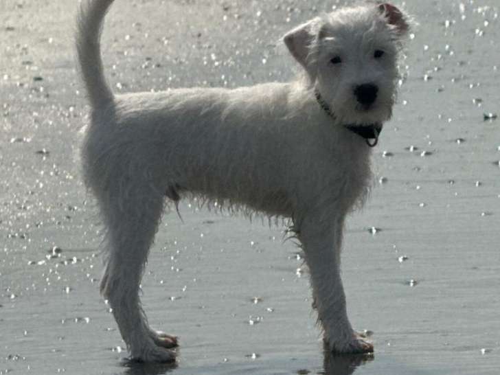 Chiot Parson Russell Terrier a vendre