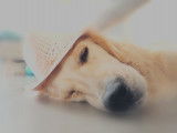 Mâle Golden Retriever disponible pour saillie