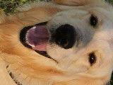 Mâle Golden Retriever disponible pour saillie