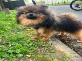 Mâle Spitz Allemand disponible pour saillie