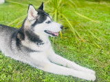 Mâle Husky Sibérien disponible pour saillie